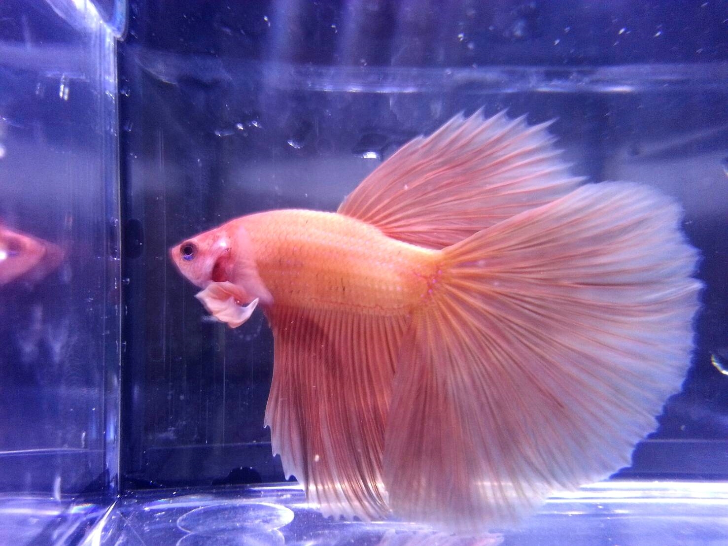 cnFBQz1O5JZ 展示級鬥魚-半月
