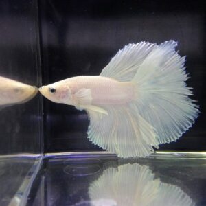 展示級鬥魚-半月