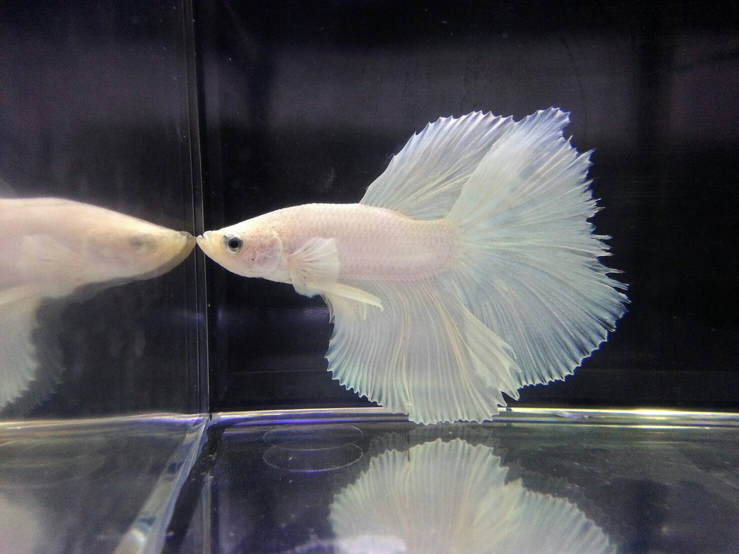 gOJBcx1O5JZ 展示級鬥魚-半月