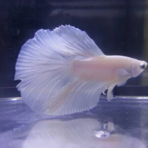 展示級鬥魚-半月