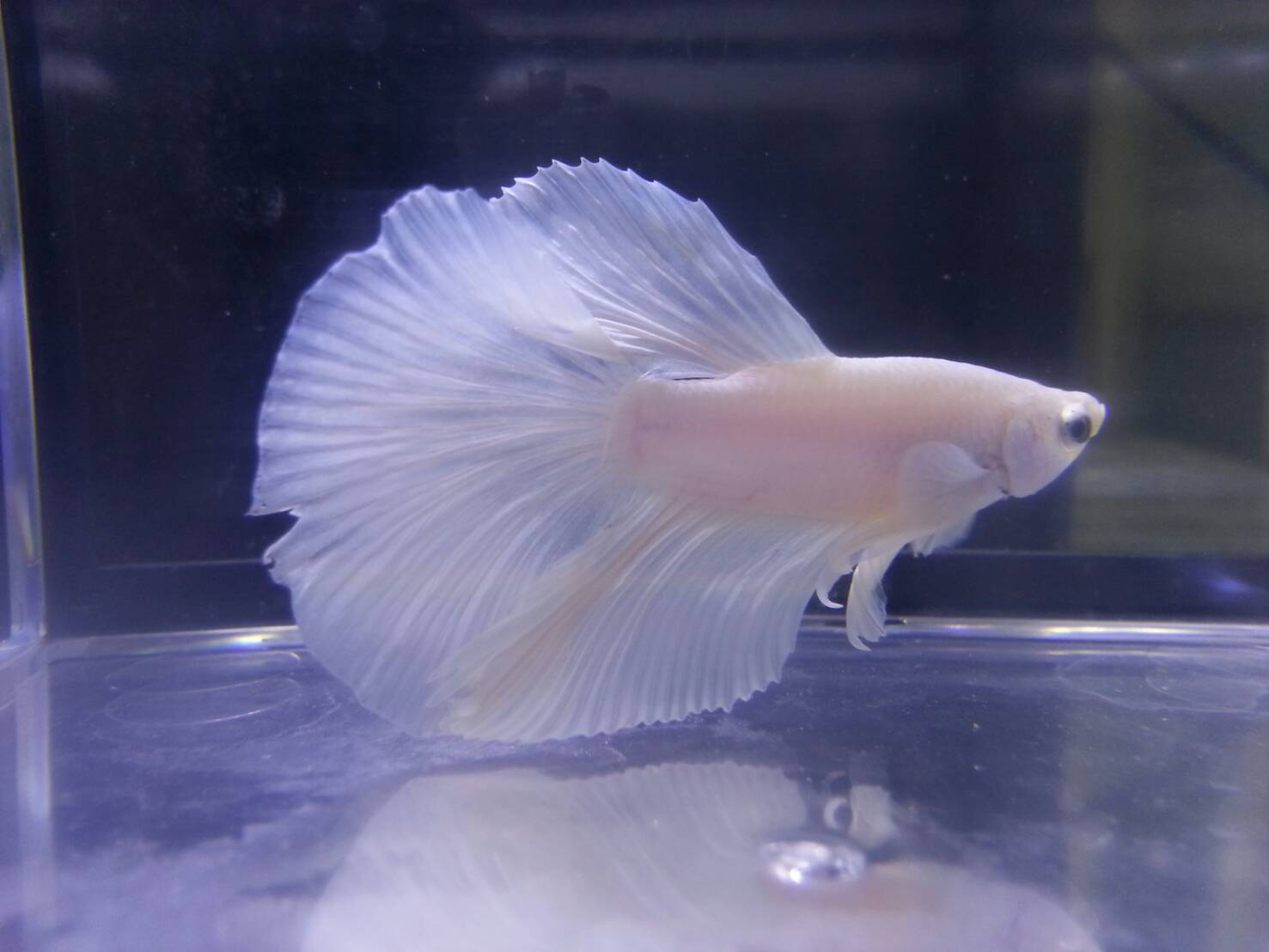 ghDBQD2O5JZ 展示級鬥魚-半月