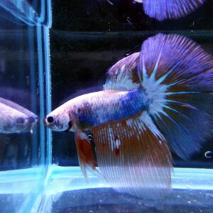 展示級鬥魚-半月