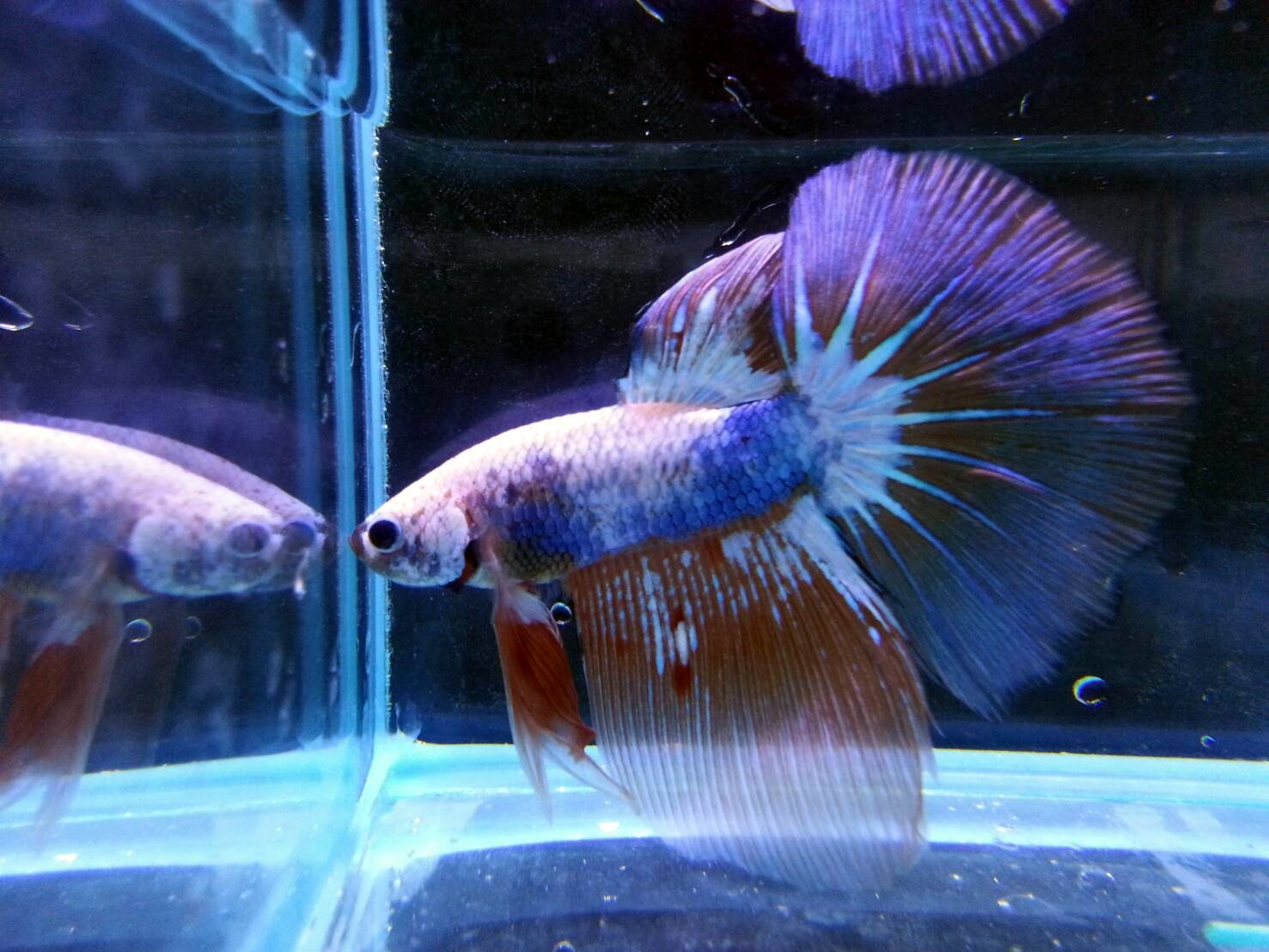 kS9AQD3O5JZ 展示級鬥魚-半月