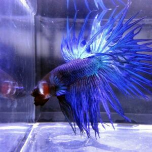 展示級鬥魚-冠尾