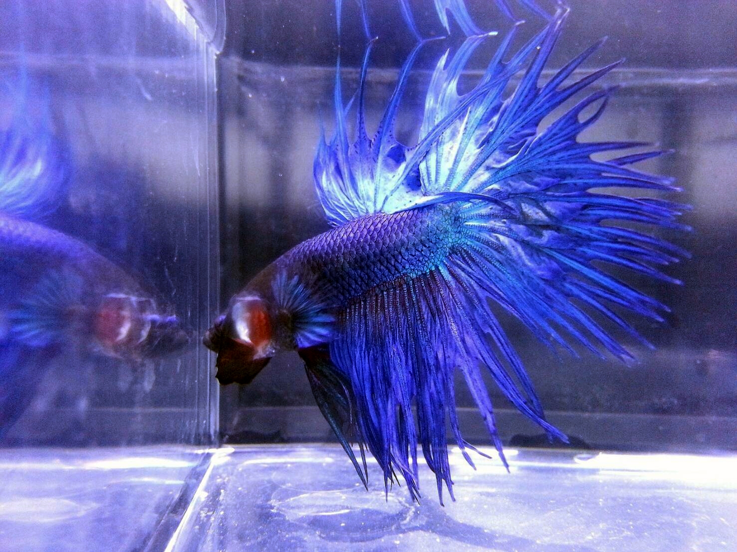 o9-AcB2O5JZ 展示級鬥魚-冠尾
