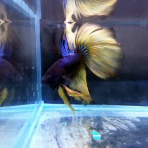 展示級鬥魚-半月