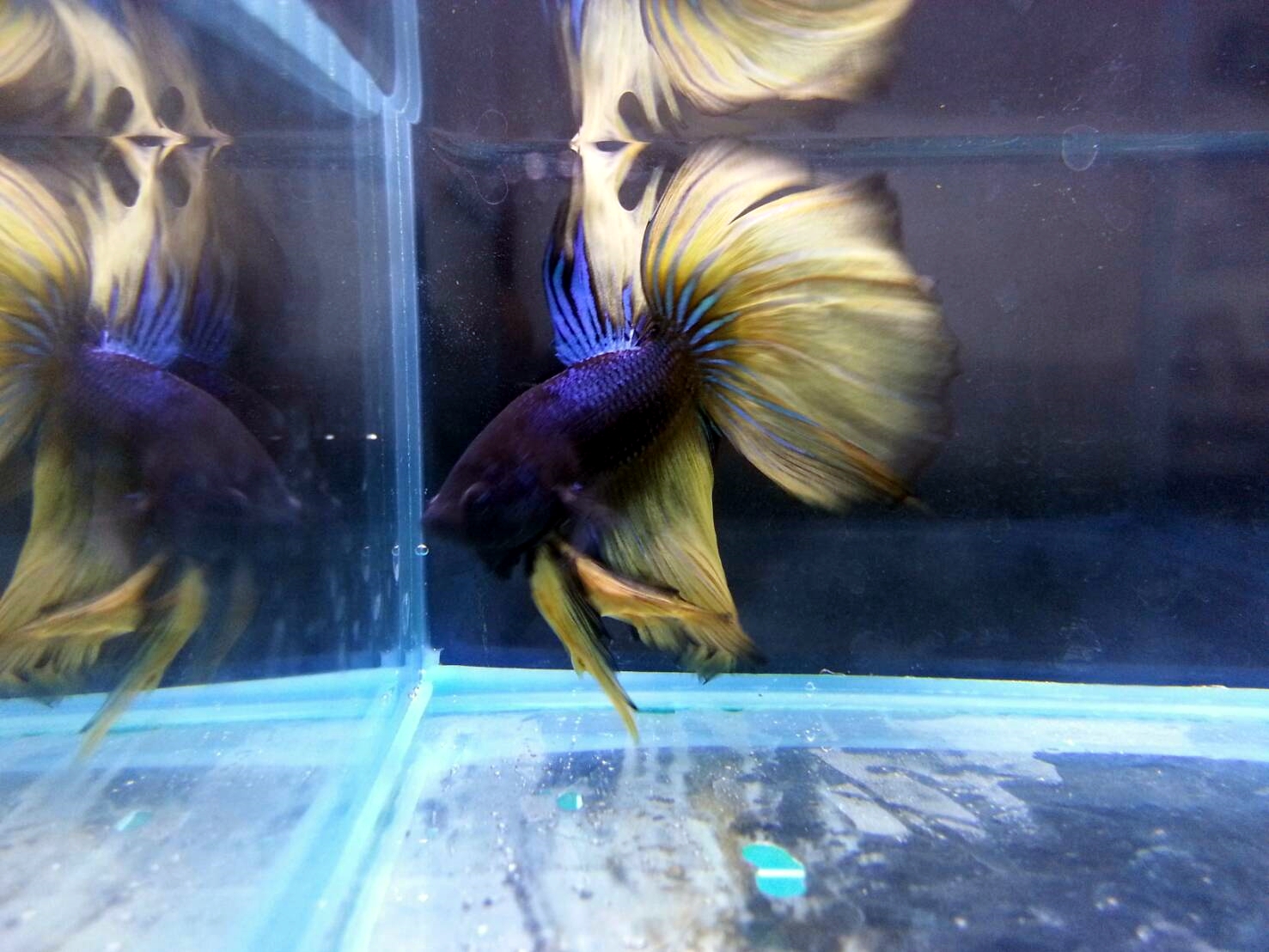 oQ9AcR3O5JZ 展示級鬥魚-半月