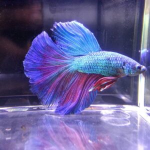 展示級鬥魚-半月