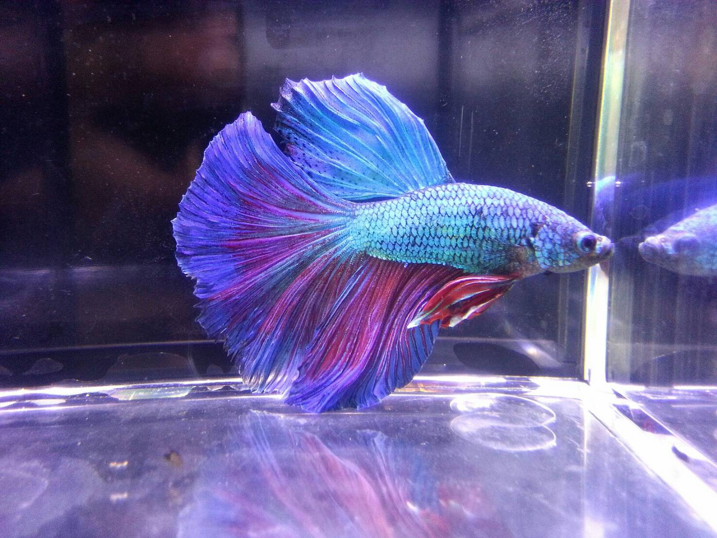 sKCBQj1O5JZ 展示級鬥魚-半月