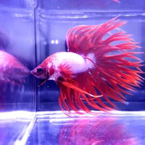 展示級鬥魚-冠尾