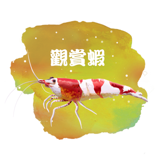 首頁