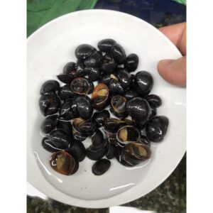 黑金剛螺