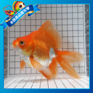 琉金金魚