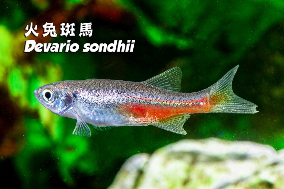 火兔斑馬