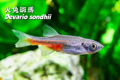 火兔斑馬