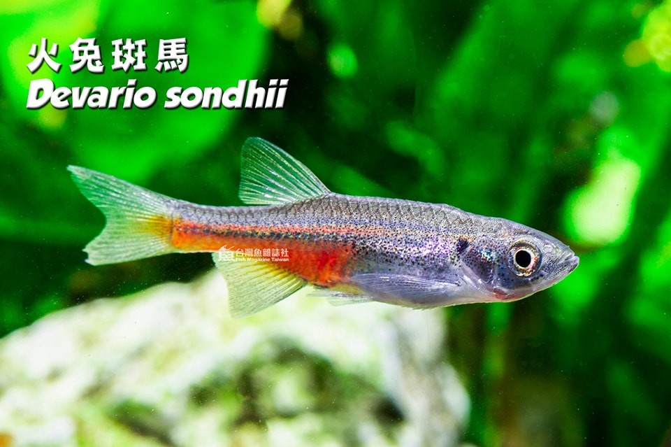 火兔斑馬
