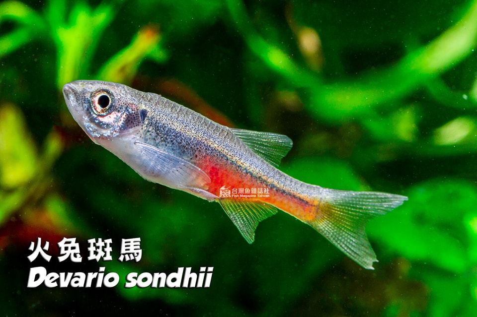 火兔斑馬