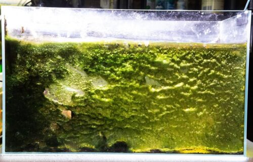 智慧水族刮刀