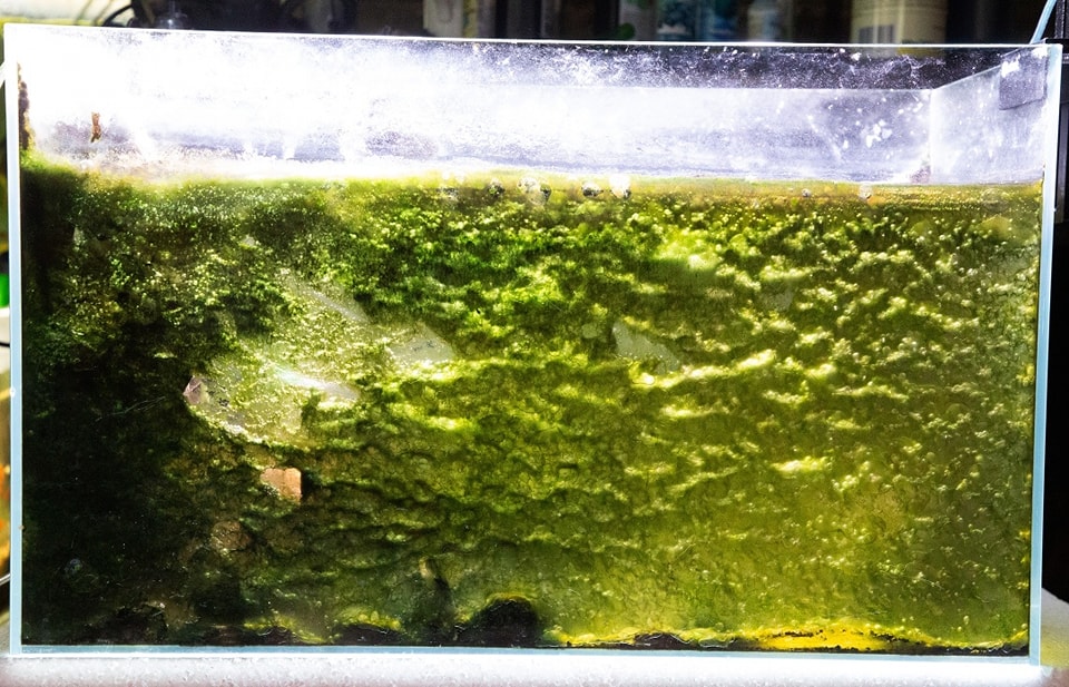 智慧水族刮刀