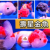 C02-金魚-壽星金魚-01