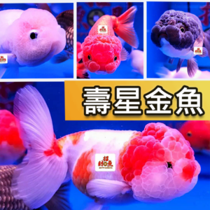 【招財魚】壽星金魚