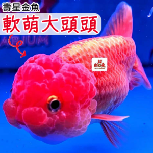 【招財魚】壽星金魚