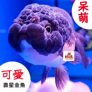 【招財魚】壽星金魚