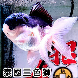 【招財魚】泰國三色獅