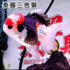 【招財魚】泰國三色獅