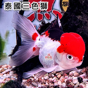 【招財魚】泰國三色獅