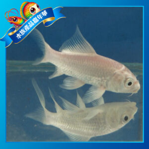 白金蝴蝶龍鯉