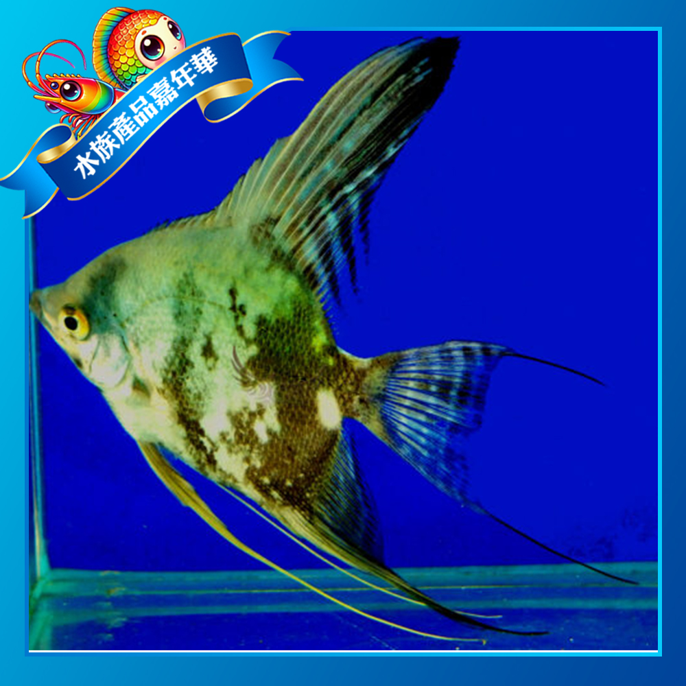 DSCF8252-500x500 阿凡達神仙