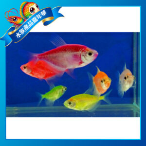彩色磚魚