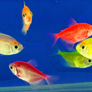 彩色磚魚