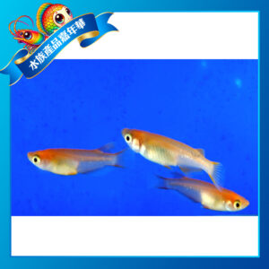 粉紅稻田魚