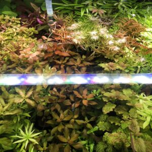 綜合水草