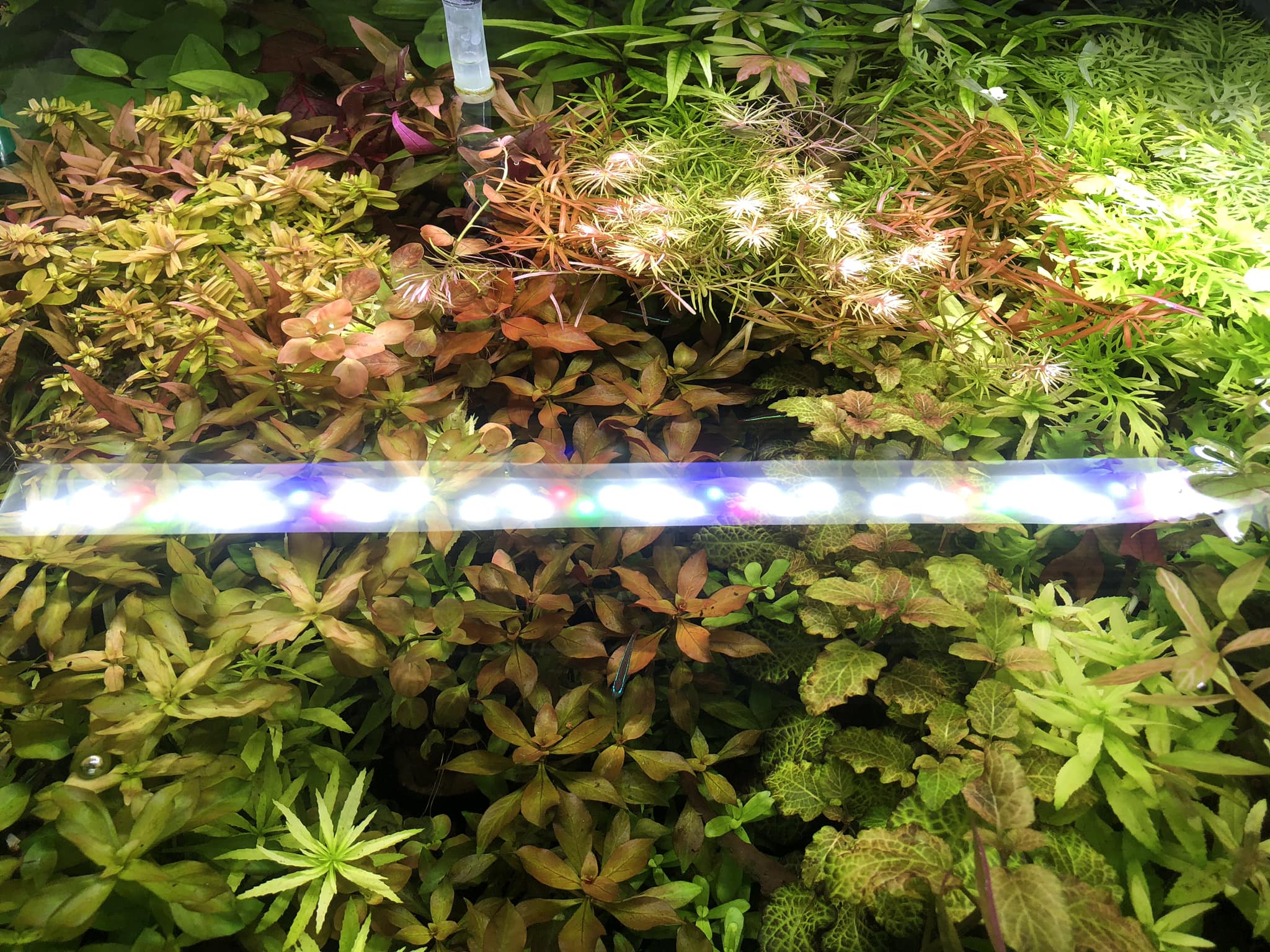 My_A8cFdmUZ 綜合水草