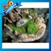 苔蘚（濕地 魚缸 園藝 生態 綠化造景用）