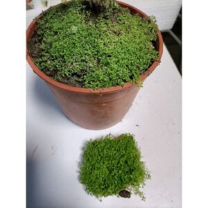 苔蘚（濕地 魚缸 園藝 生態 綠化造景用）
