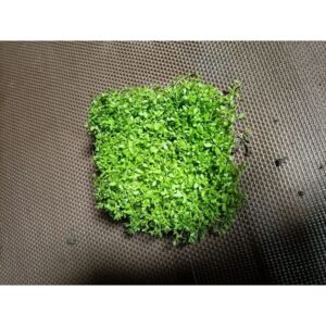 苔蘚（濕地 魚缸 園藝 生態 綠化造景用）