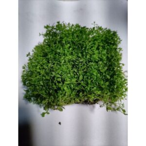苔蘚（濕地 魚缸 園藝 生態 綠化造景用）
