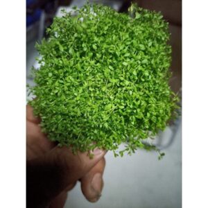 苔蘚（濕地 魚缸 園藝 生態 綠化造景用）