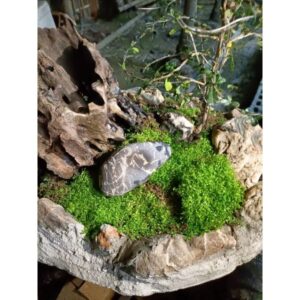 苔蘚（濕地 魚缸 園藝 生態 綠化造景用）