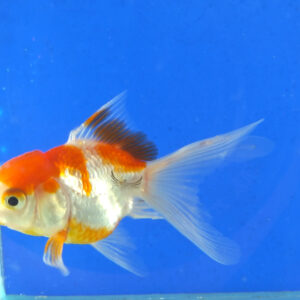 小獅頭金魚