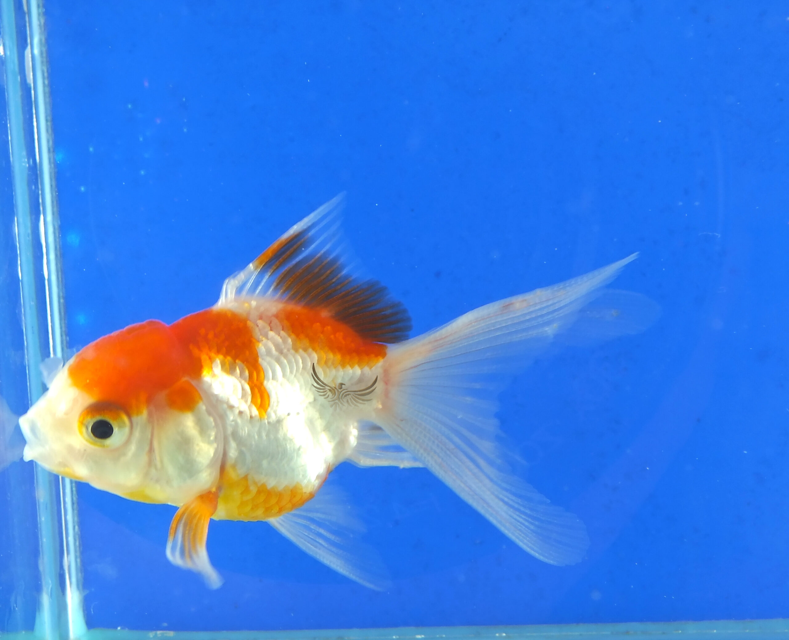小獅頭金魚 小獅頭金魚