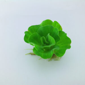 玫瑰水芙蓉