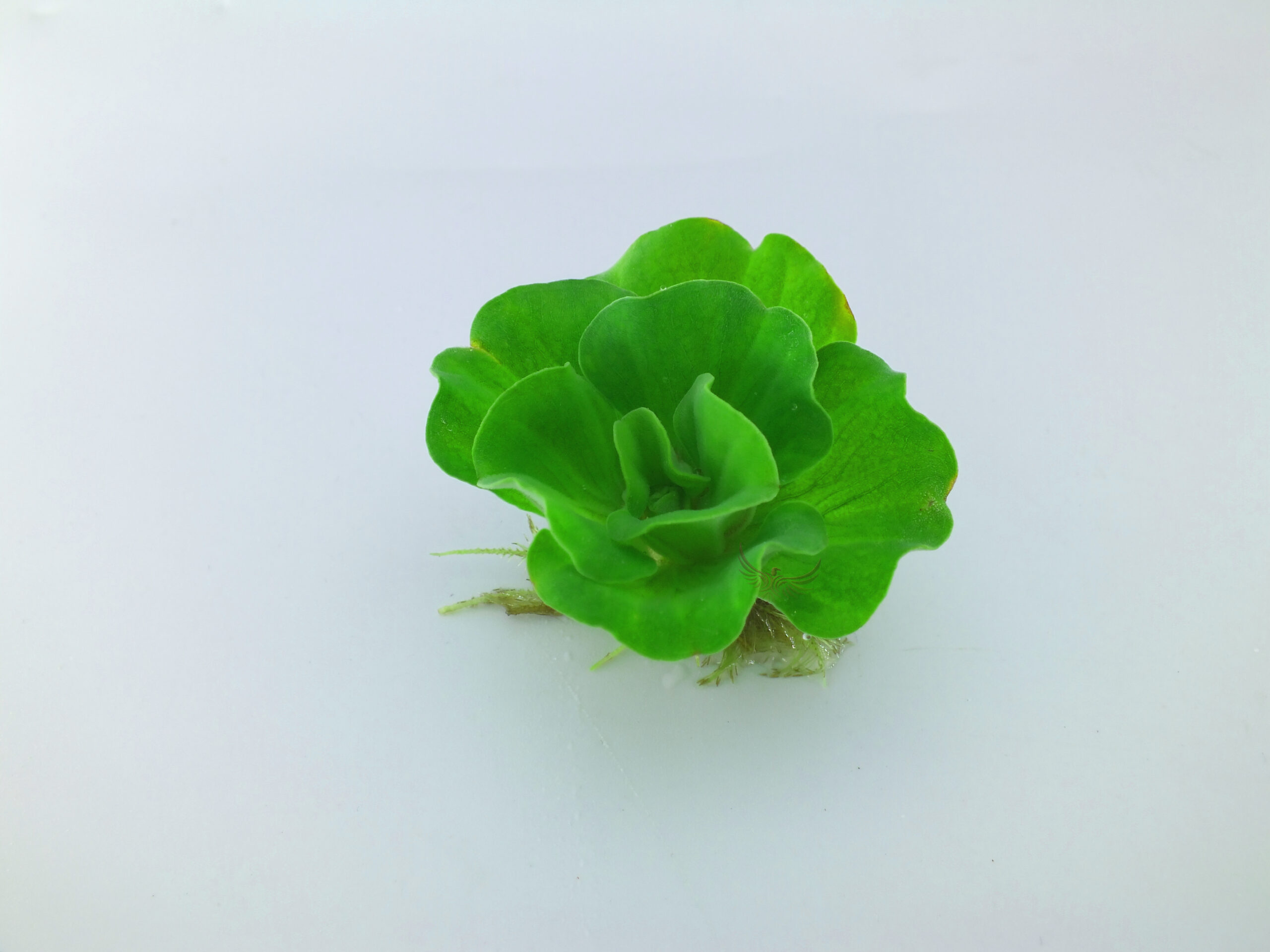 玫瑰水芙蓉 玫瑰水芙蓉