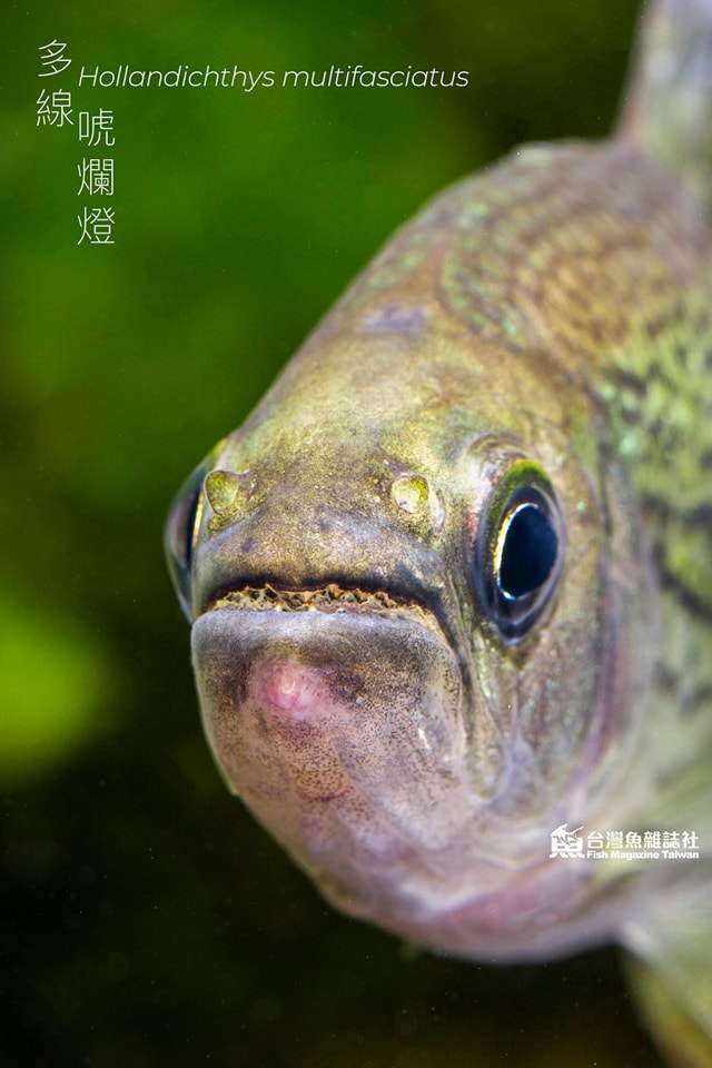多線唬爛燈