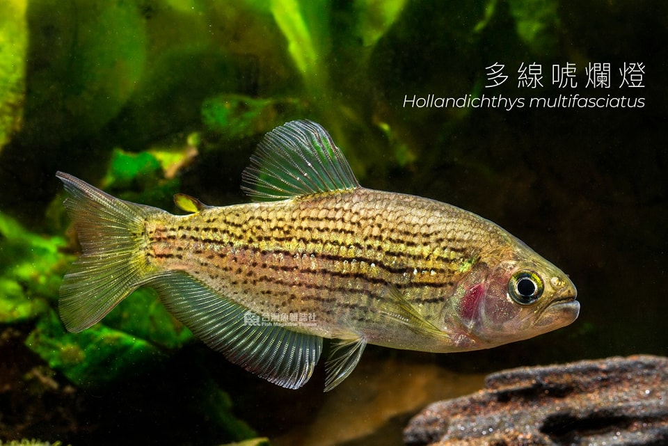 多線唬爛燈