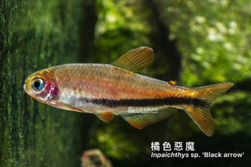 橘色惡魔